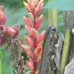 Renealmia alpinia flower picture by Maarten Vanhove (cc-by-sa)