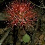 Scadoxus multiflorus flower picture by Daniel Barthelemy (cc-by-nc)