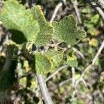 Ribes malvaceum leaf picture by Douglas￼ Bachman (cc-by-sa)