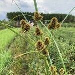 Cyperus capitatus fruit picture by Guagno Gloria (cc-by-sa)