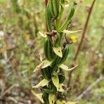 Orchis anthropophora fruit picture by Sylvain Gouttebroze (cc-by-sa)