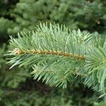 Abies cephalonica leaf picture by Sylvain Piry (cc-by-sa)