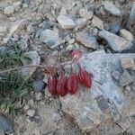 Astragalus australis fruit picture by Bubz Pinson (cc-by-sa)