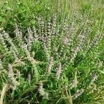 Ocimum americanum habit picture by susan brown (cc-by-sa)