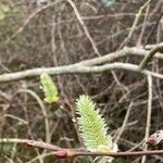 Salix daphnoides fruit picture by Laurence Chabalier (cc-by-sa)