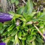 Gentiana acaulis leaf picture by Markus Nestmeyer (cc-by-sa)