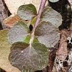 Cardamine hirsuta leaf picture by Martin Allan (cc-by-sa)