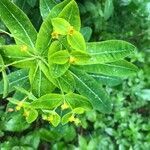 Euphorbia hyberna flower picture by Jean Christophe Pagliarin (cc-by-sa)