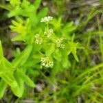 Comandra umbellata flower picture by Vicki Brown (cc-by-sa)