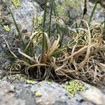 Carex rupestris leaf picture by Fabien Anthelme (cc-by-sa)