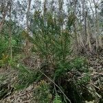 Erica lusitanica habit picture by Daniel Bourget (cc-by-sa)