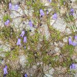 Campanula excisa habit picture by Martin Bishop (cc-by-sa)