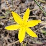 Hypoxis juncea flower picture by Matthew Horrigan (cc-by-sa)