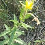 Oenothera villosa flower picture by Kaley Jane Nigh (cc-by-sa)