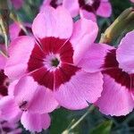 Dianthus chinensis flower picture by Pavelka Rostislav (cc-by-sa)