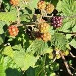 Rubus pruinosus fruit picture by John G (cc-by-sa)