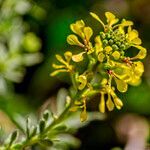 Vella pseudocytisus flower picture by Manuel Hernández (cc-by-sa)