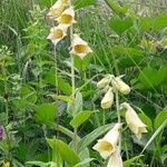 Digitalis grandiflora flower picture by BERGER38210 (cc-by-sa)