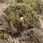 Genista lobelii habit picture by Collados Ana (cc-by-sa)