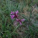 Betonica officinalis flower picture by Patrick Nard (cc-by-sa)