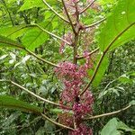 Urera nitida habit picture by Renato Lima (cc-by-nc-sa)