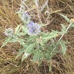 Echinops ritro flower picture by MACLOW13 (cc-by-sa)