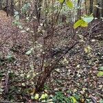 Viburnum lantana habit picture by Ziegler Hannes (cc-by-sa)