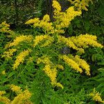 Solidago gigantea flower picture by K O (cc-by-sa)