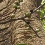 Ficus hookeriana fruit picture by Dieter Albrecht (cc-by-sa)