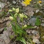 Cephalanthera damasonium habit picture by Denis Bastianelli (cc-by-sa)