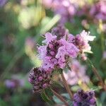 Thymus longicaulis flower picture by Palmieri Nicola (cc-by-sa)