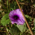 Ipomoea asarifolia flower picture by Maarten Vanhove (cc-by-sa)