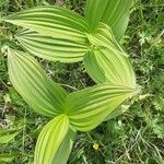 Veratrum album leaf picture by Eric Bossard (cc-by-sa)