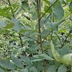 Fraxinus excelsior habit picture by Jean-Marie Frenoux (cc-by-sa)