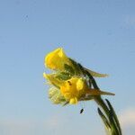 Linaria arenaria flower picture by Carlos Villasante (cc-by-sa)