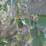 Cordia dichotoma leaf picture by Nneka Allicock (cc-by-sa)