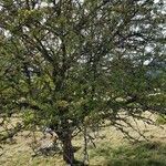 Crataegus monogyna habit picture by Pierre Chambon (cc-by-sa)