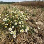 Tripleurospermum inodorum habit picture by selber pflanzen (cc-by-sa)