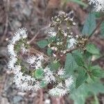 Koanophyllon gibbosum flower picture by Trap Hers (cc-by-sa)