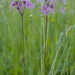 Silene flos-cuculi habit picture by Stefan Kamps (cc-by-sa)