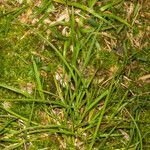 Carex leporina habit picture by Martin Bishop (cc-by-sa)