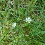 Cerastium fontanum flower picture by Heidi Noack (cc-by-sa)