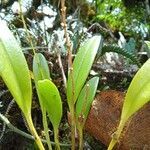 Stelis pusilla leaf picture by Gabriel OLLIVIER (cc-by-sa)