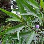 Solanum laciniatum leaf picture by Ball Darren (cc-by-sa)