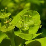 Euphorbia illirica flower picture by Llandrich anna (cc-by-sa)