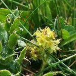 Alchemilla hybrida flower picture by mike (cc-by-sa)