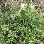 Silene nicaeensis habit picture by Llandrich anna (cc-by-sa)