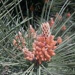 Pinus pinaster flower picture by Daniel Ridley (cc-by-sa)