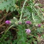 Carduus acanthoides flower picture by Barry Cornelius (cc-by-sa)