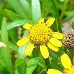 Acmella decumbens flower picture by Trap Hers (cc-by-sa)